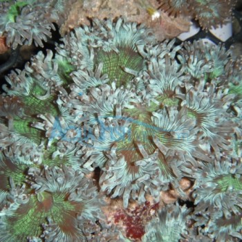 LPS coral-Elegance sp