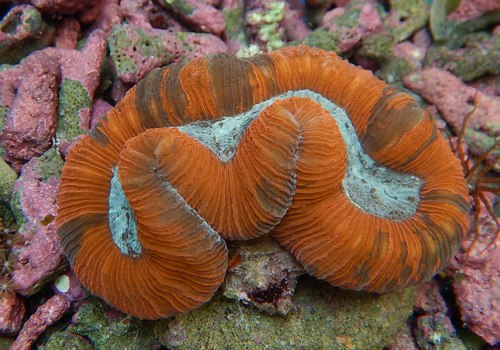 Live corals , Marine fish 