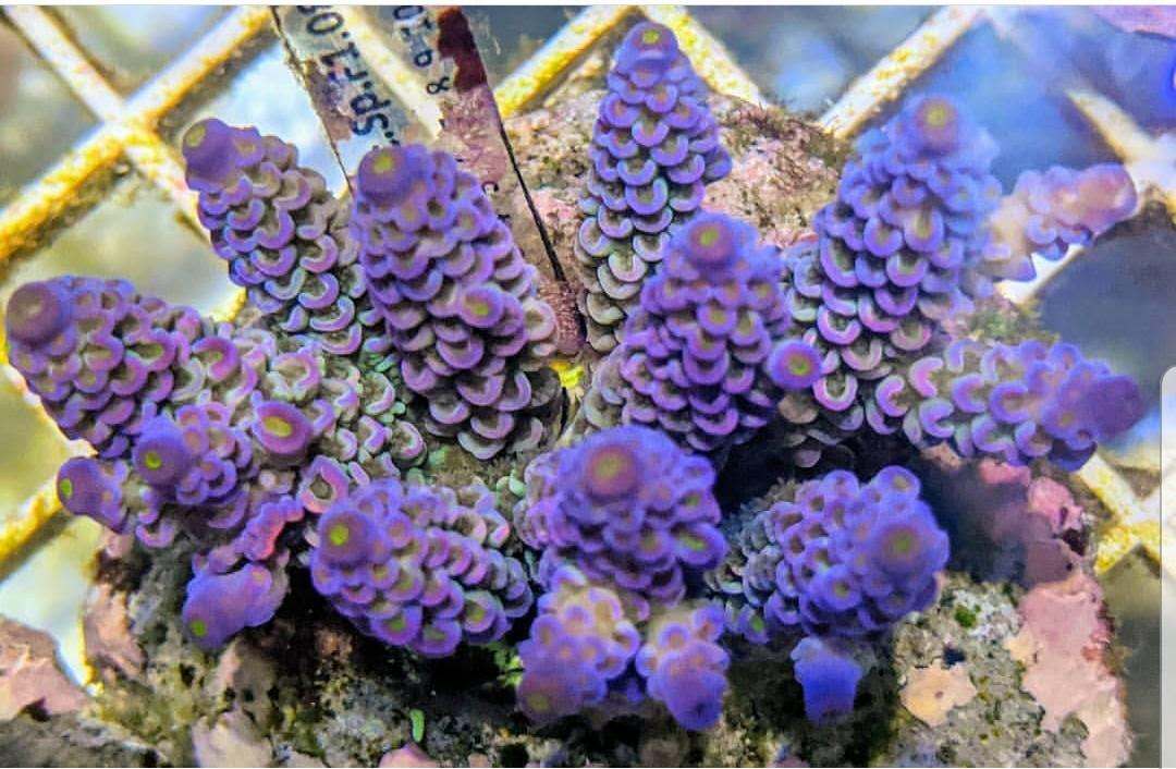 Live corals , Marinefish
